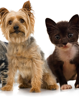 Pets