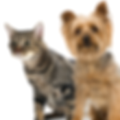 cat sitting san antonio metro pup sa dog walking