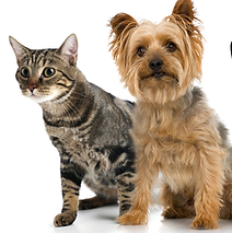 Pets