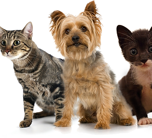 animaux domestiques