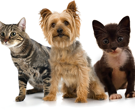 Pets