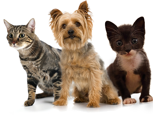 animaux domestiques