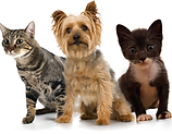 Pets