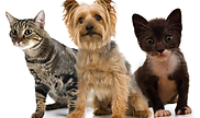Pets