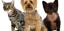 Pets
