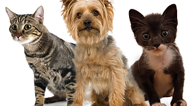 Pets