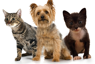 animaux domestiques