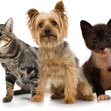 Planet-friendly Pets: carbon footprint tips!
