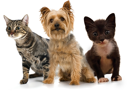 Enchangingpets@buybay.in