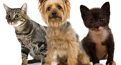 Pets