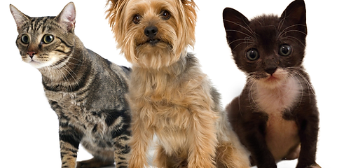 cat insurance UK