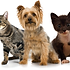 animais de estimação