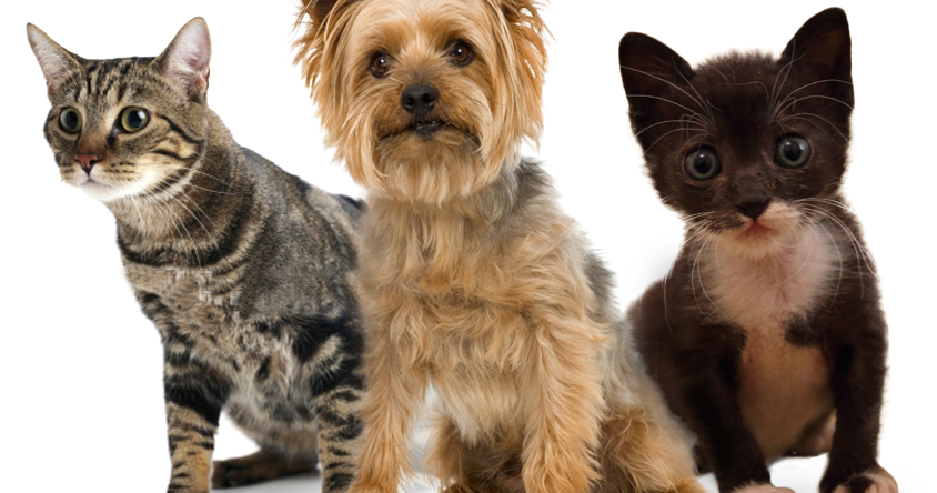 Pets