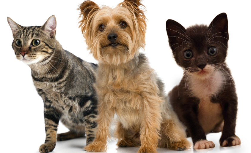 Pets