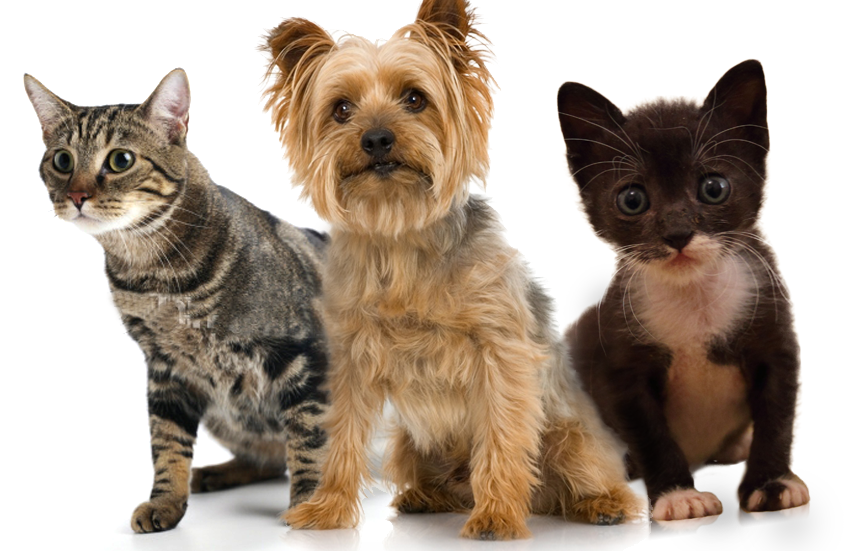 animaux domestiques