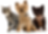 The Bark Treat - Pet Shop in  Seawoods Nerul Navi Mumbai