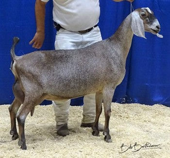Dam: GCH (pending) Blossom-Thyme Rock It Felicity 2*M