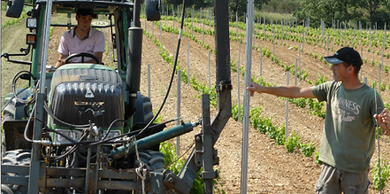 travail de la vigne.png