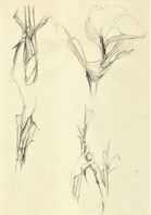 Detailed flower sketches.jpg