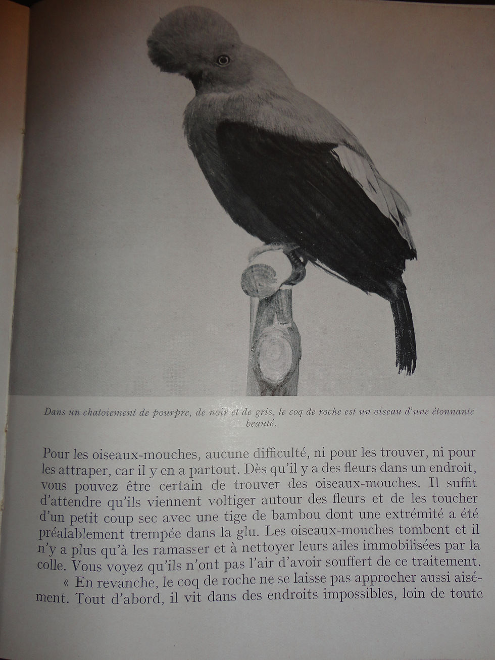 Miniature : fournisseurs de zoo