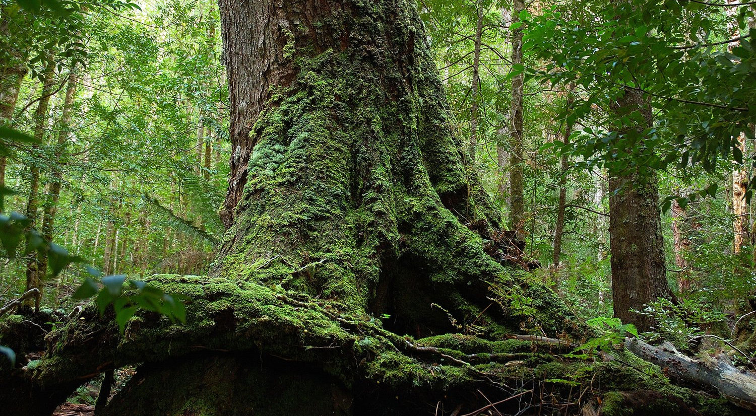 Mt+Field+National+Park+-+Tourism+Tasmania+&+Michael+Walters+Photography.jpg