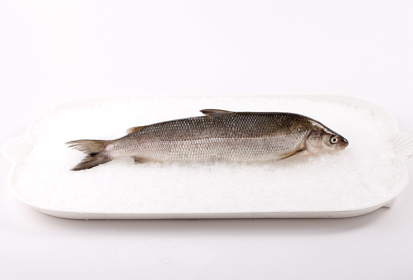 Whole White Fish Raw