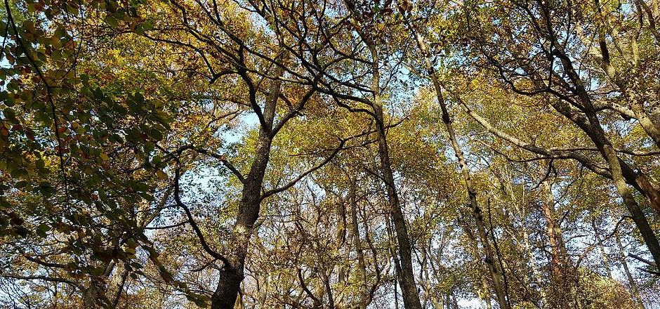 Treetops.jfif