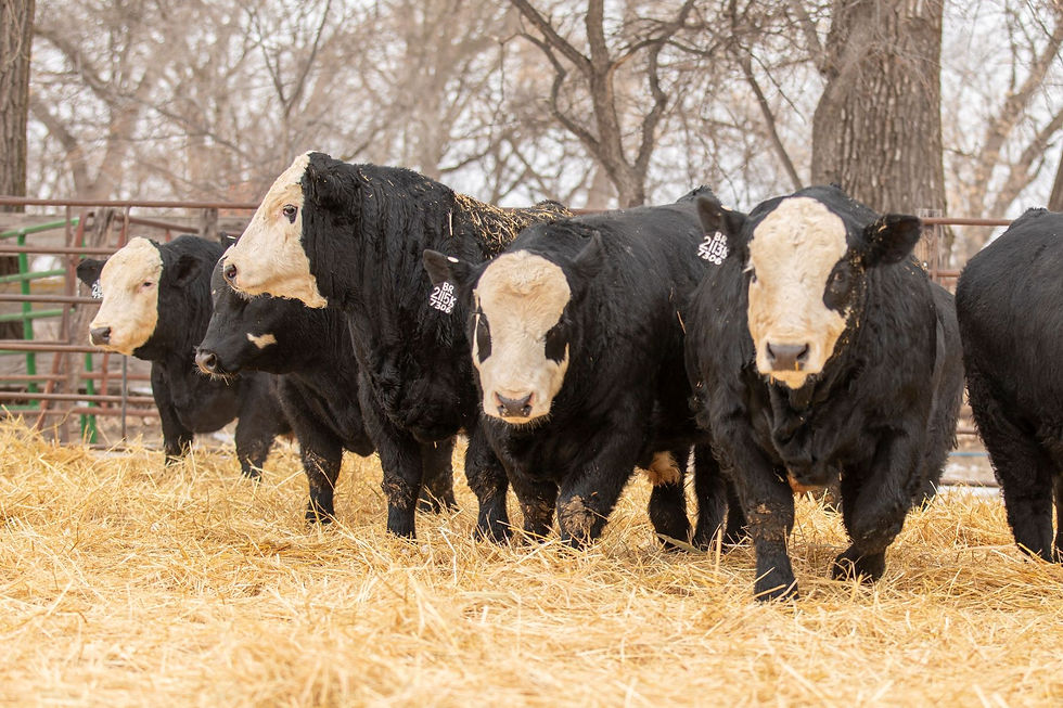 SAC SimAngus Bulls