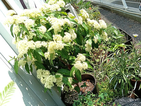 「レモンマートル」の花、咲きました♪