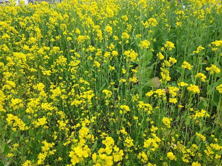 「菜の花」春が来てます♡