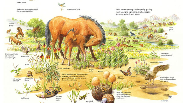 The Wild Horse | Rewilding America Now