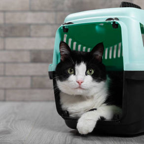Conseils pour l'arrivée d'un chat ou d'un chaton