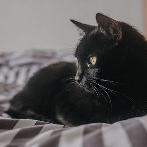Le chat noir et ses croyances