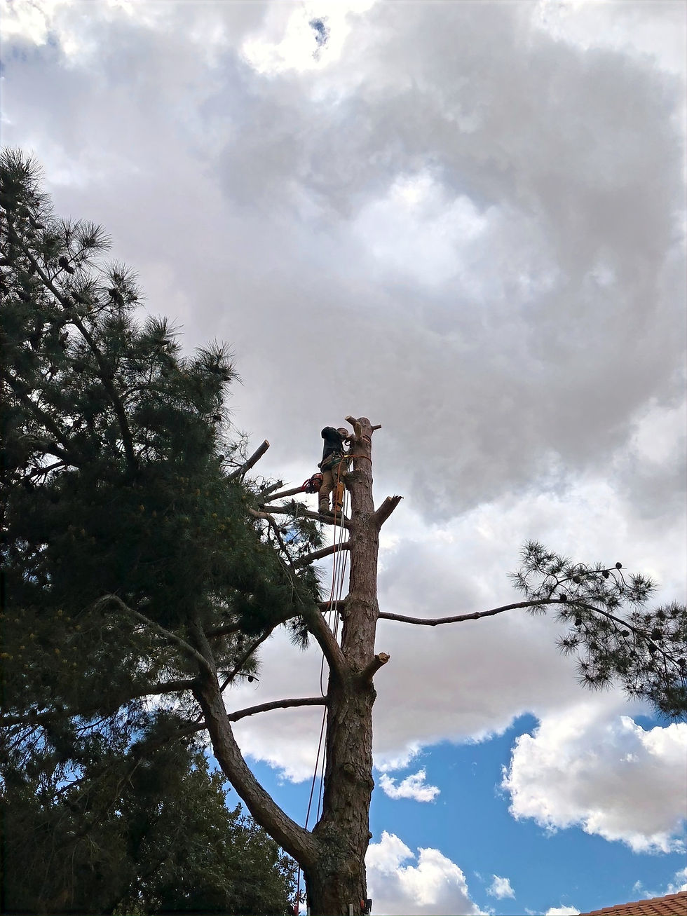 Worker at top of large pine tree, cutting it down in pieces