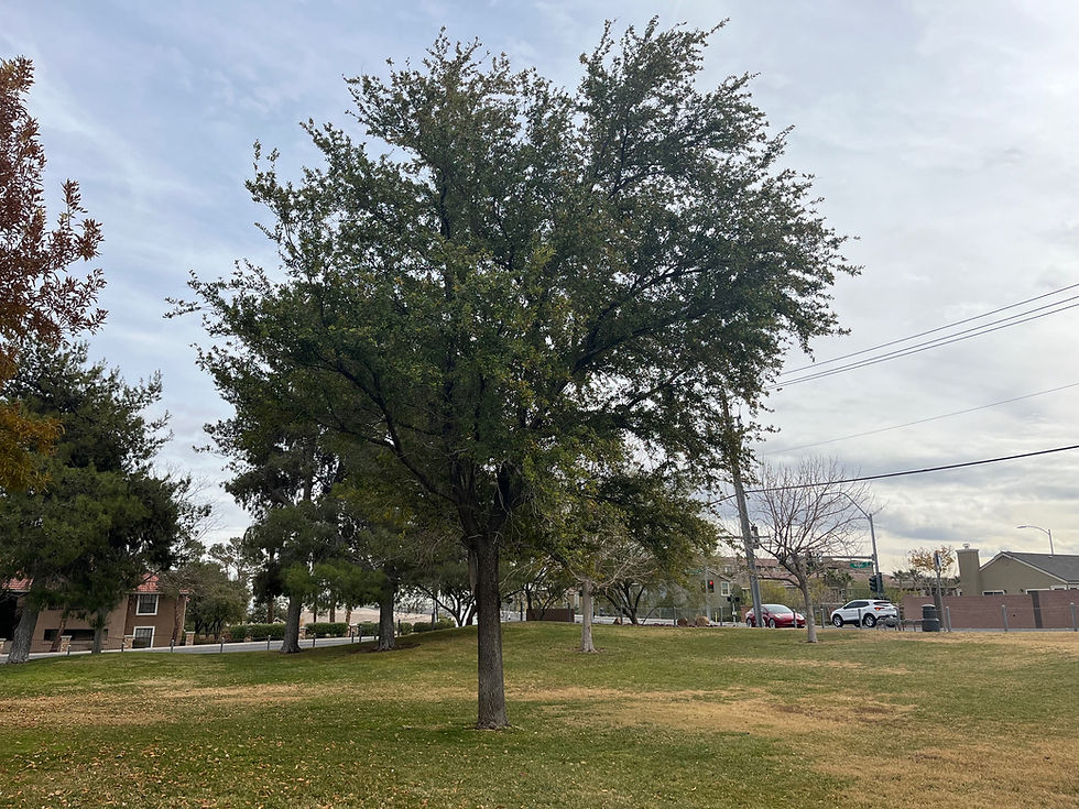 Southern Live Oak Tree in park