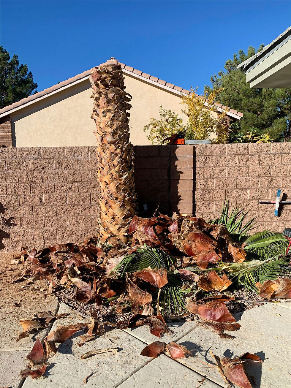 Palm Tree next to wall in process of being cut down