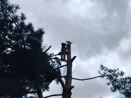 Tree Removal Guidelines