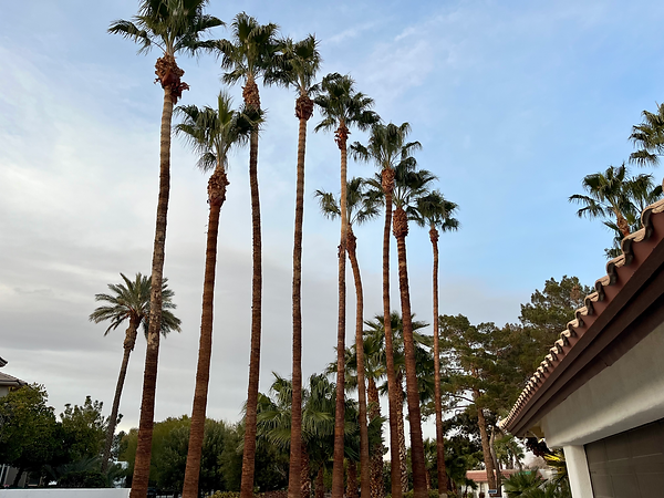 Line of tall, skinny, manicured palm trees