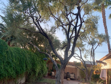 Olive Trees in Las Vegas