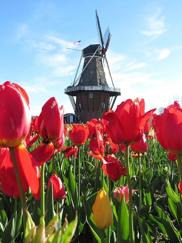 Historic De Zwaan windmill rising above red tulips in Holland Michigan during spring bloom