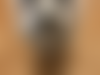 Close-up of Rocky, a small senior dog with soulful eyes and a gray muzzle, standing on a wood floor. He is the namesake of Old Dogs Rock and lived with Canine Cognitive Dysfunction