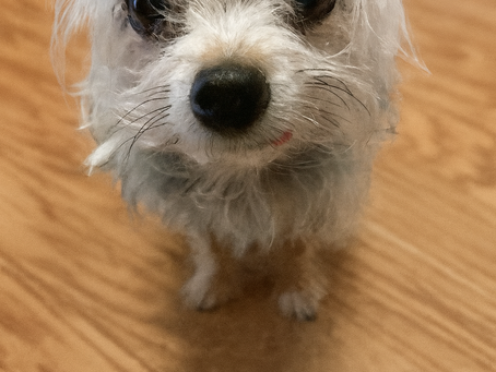 Close-up of Rocky, a small senior dog with soulful eyes and a gray muzzle, standing on a wood floor. He is the namesake of Old Dogs Rock and lived with Canine Cognitive Dysfunction
