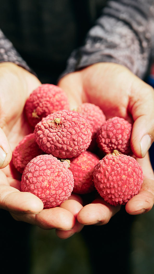 ライチ 楽天市場】【ふるさと納税】＜数量限定＞清緑香園の摘みたて「生ライチ