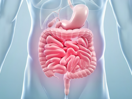 Ageing and Immunity: The Critical Role of Gut Health in Men