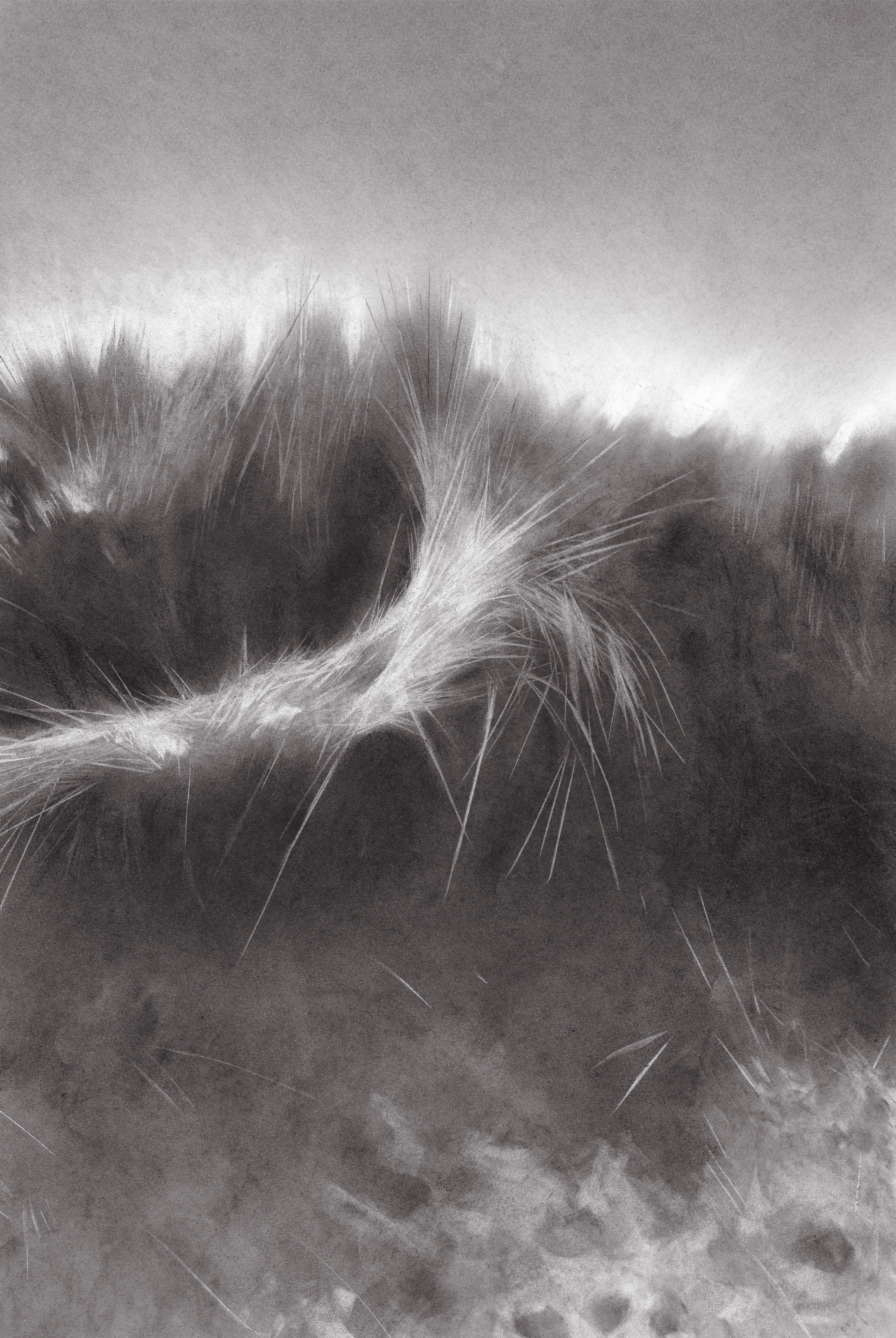 Charcoal art - dunes series #12