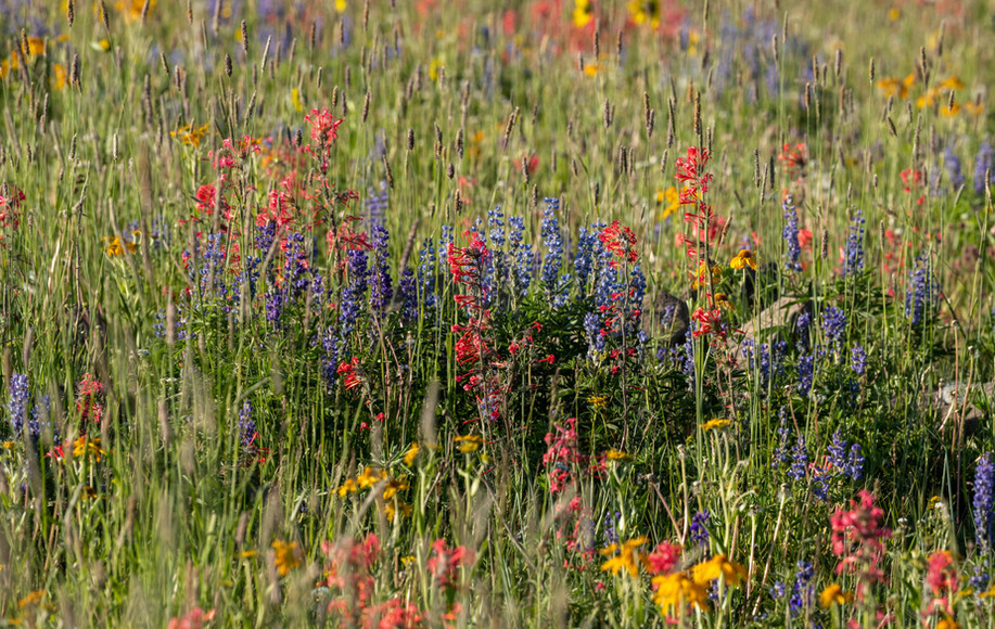 HOME Grand Mesa Lodge