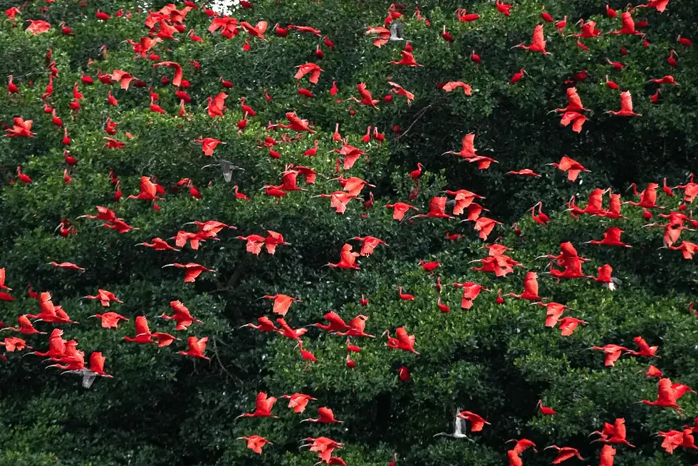 Nanan's Caroni Bird Sanctuary