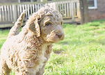 goldendoodle puppy f1b