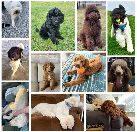 goldendoodle puppies alabama