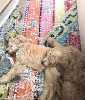 goldendoodle puppies